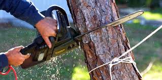 Trusted Cave Spring, VA Tree Services Experts