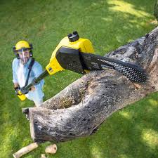 Best Stump Grinding and Removal  in Cave Spring, VA
