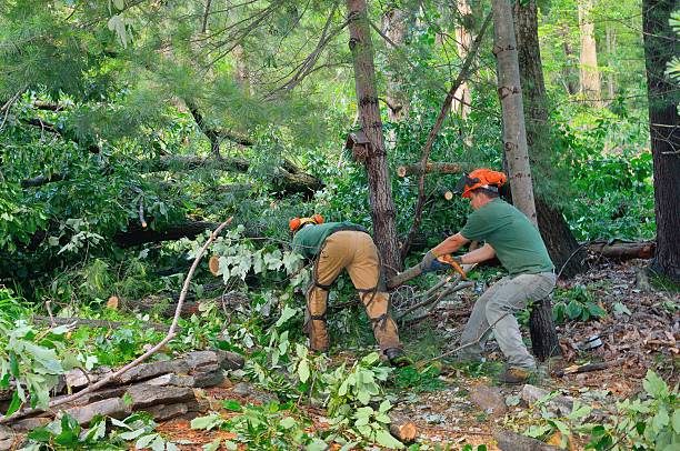 Best Lawn Renovation and Restoration  in Cave Spring, VA
