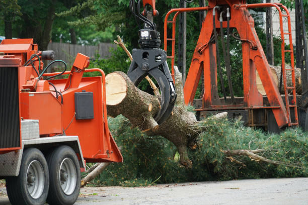 Best Lawn Grading and Leveling  in Cave Spring, VA