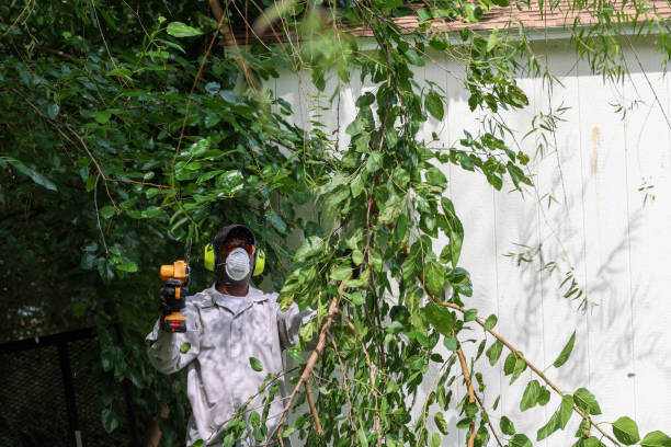 Best Tree Health Inspection  in Cave Spring, VA